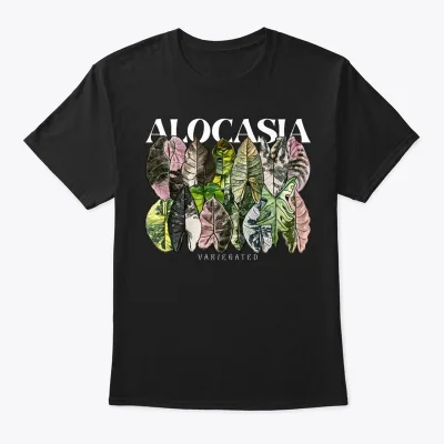 Alocasia variegata: Mixed Collection